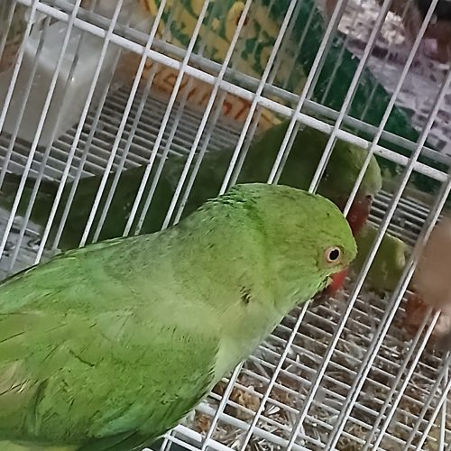 ملنگو