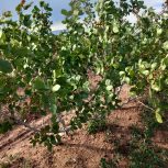 باغ9000متری.دارای 450 درخت پسته ی 13 ساله و 350 انگور و ابتدا و انتهای باغ درختان میوه و یک اتاق 12 متری