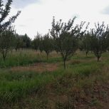 باغ1200 متری با امکانات کامل