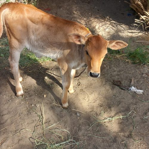 فروش گابه،زایده،