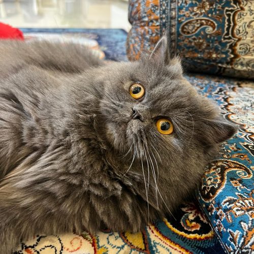 گربه پرشینِ ماده