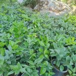 یاس هلندی و پالم