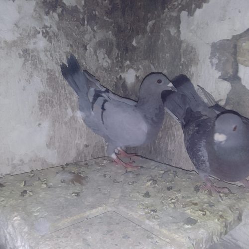 10 تا پرنده درجه یک