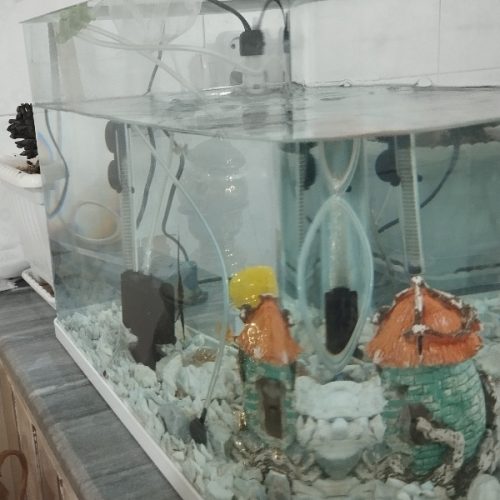 آکواریوم شیشه خم با تمام وسایل