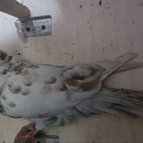 6 عدد کبوتر سالم پرشی