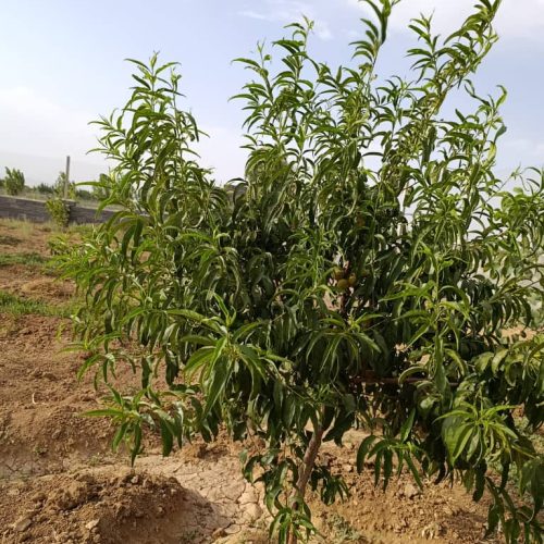فروش باغ