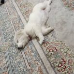 اشپیدز پامرین