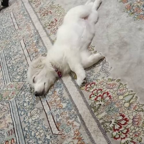 اشپیدز پامرین