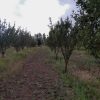 باغ1200 متری با امکانات کامل