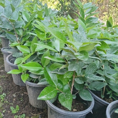 یاس هلندی و پالم