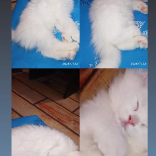 گربه پرشین ماده زیبا و باهوش