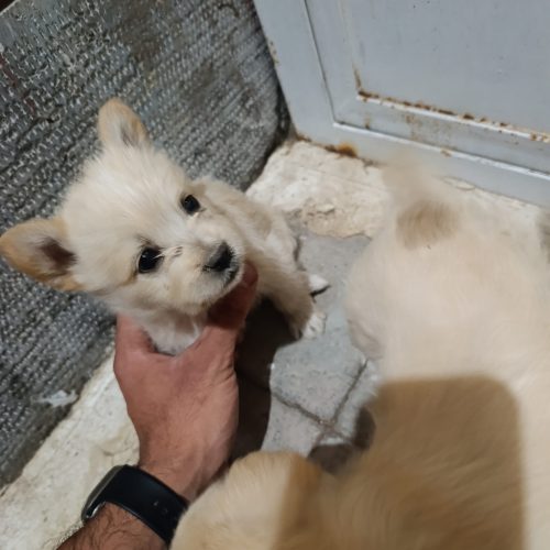 پامر با تریر