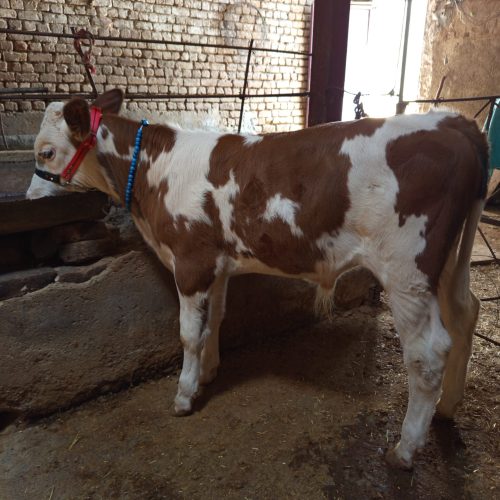 گوساله نر جنس