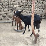 بز نژاد سیا نونن