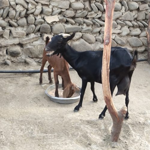 بز نژاد سیا نونن