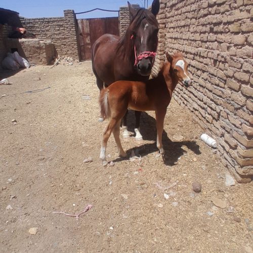 اسب و کرہ مادیون بسیار آروم و گلگی