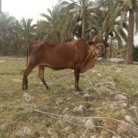 گاومادہ‌آبستن‌چاق‌میانہ‌عمر