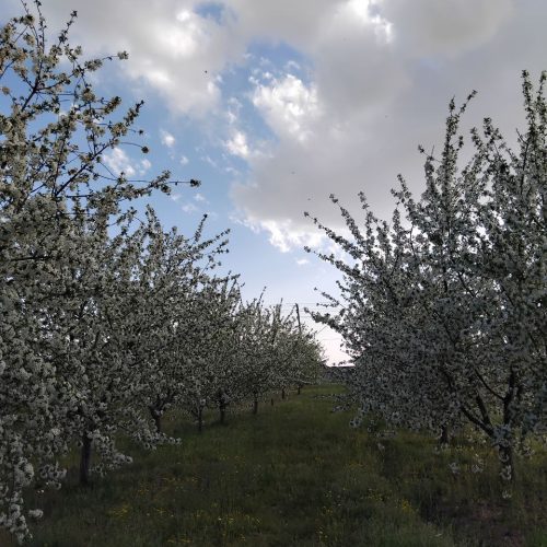 فروش فوق العاده باغ البالو