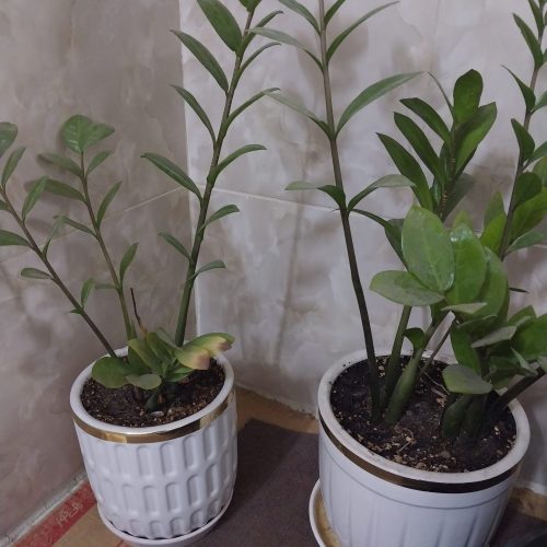 دو عدد گلدان زامیفولیا