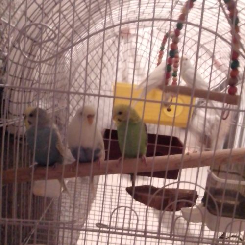 پنج عددمرغ عشق