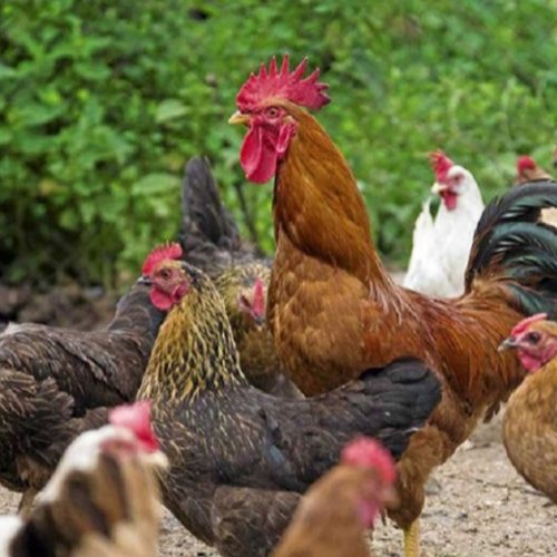 مرغ و خروس زنده🐔🐓🕊