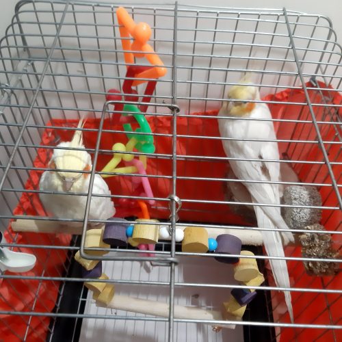 عروس هلندی لوتینو