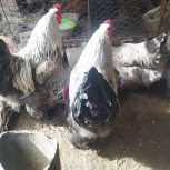 مرغ و خروس برهما