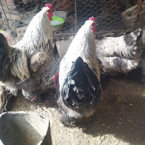 مرغ و خروس برهما