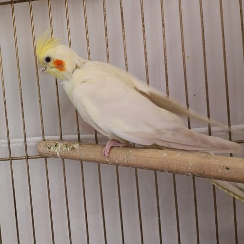 یک جفت عروس هلندی