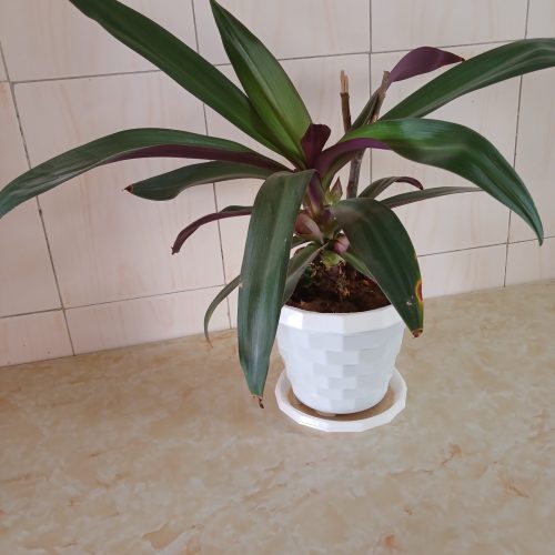 تعدادی گل به قیمت مناسب