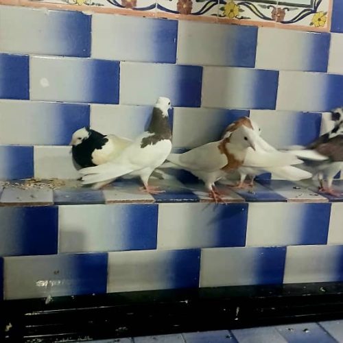 شش عدد کبوتر چهار تا طوقی دوتا دوکت موشی