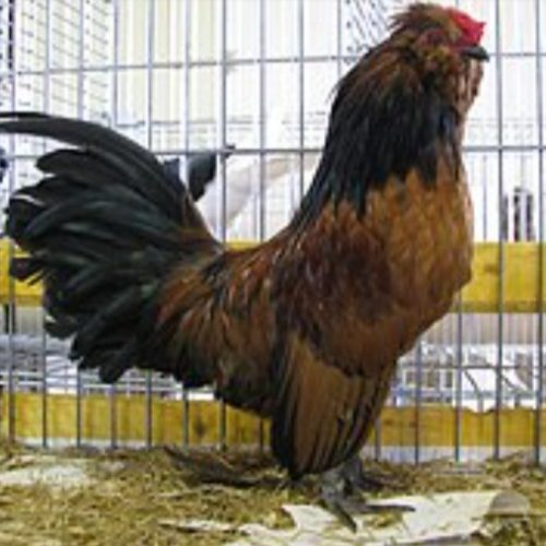 مرغ و خروس زنده🐔🐓🕊