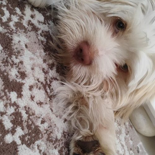 سگ نژاد شیتزو مالتیز