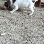 فروشی سگ توله شکاری اصیل