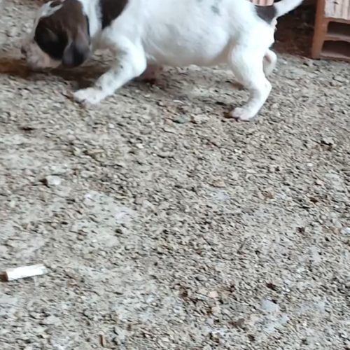 فروشی سگ توله شکاری اصیل