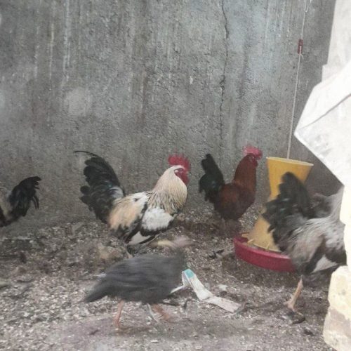 پنج تا خروس محلی چاق و چله