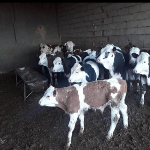 مرکز خرید فروش گوساله