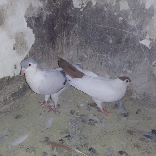 10 تا پرنده درجه یک