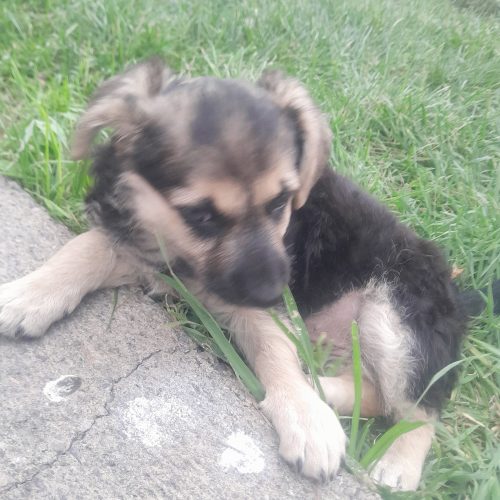 فروش فوری توله سگه 2ماهه ژرمن شپرد پاکوتاه