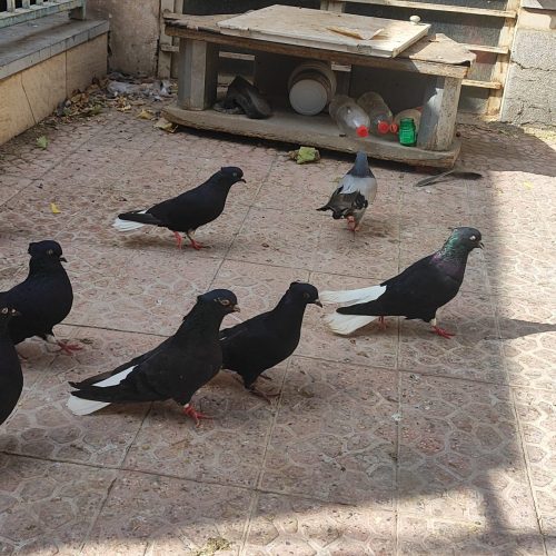 جوجه مفلق کبوتر زاغ دم سفید