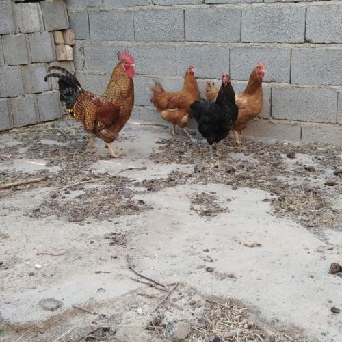 یک عدد خروس وسه عدد مرغ محلی تخم گذار جوان