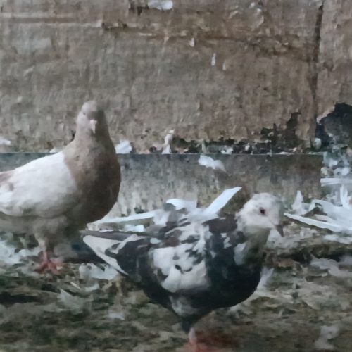 6 عدد کبوتر سالم پرشی