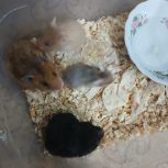 سلام همستر برای فروش زرنگ و بازیگوش