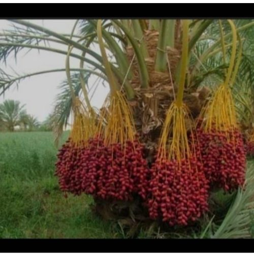 فروش باغ خرما در روستای تاج آباد شهرستان بم
