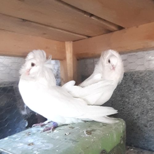 کبوتر سفید هلندی