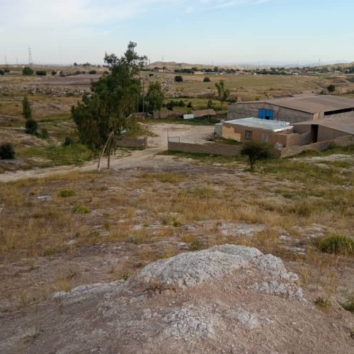 دامپروری 530 راسی