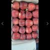 اجاره باغ سیب در مشگین شهر