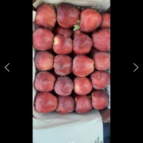 اجاره باغ سیب در مشگین شهر