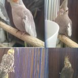 سالم واکسن خورده. اروم