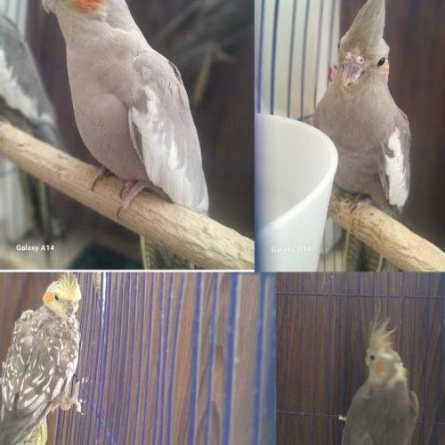 سالم واکسن خورده. اروم